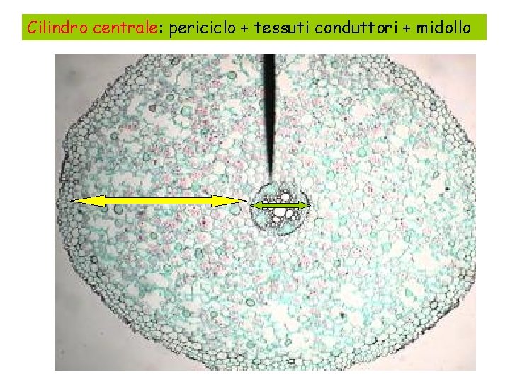Cilindro centrale: periciclo + tessuti conduttori + midollo 