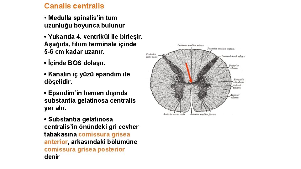 Canalis centralis • Medulla spinalis’in tüm uzunluğu boyunca bulunur • Yukarıda 4. ventrikül ile