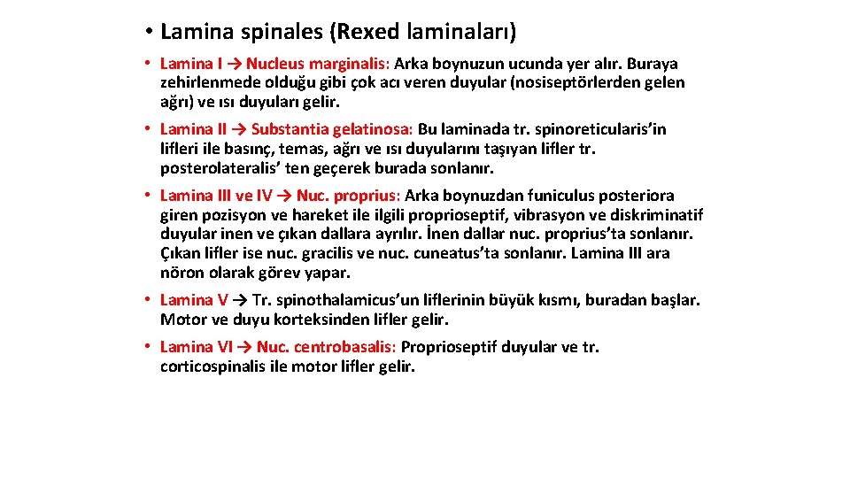  • Lamina spinales (Rexed laminaları) • Lamina I → Nucleus marginalis: Arka boynuzun