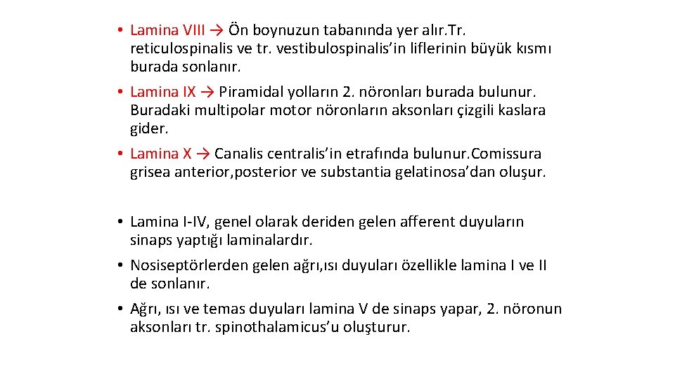  • Lamina VIII → Ön boynuzun tabanında yer alır. Tr. reticulospinalis ve tr.