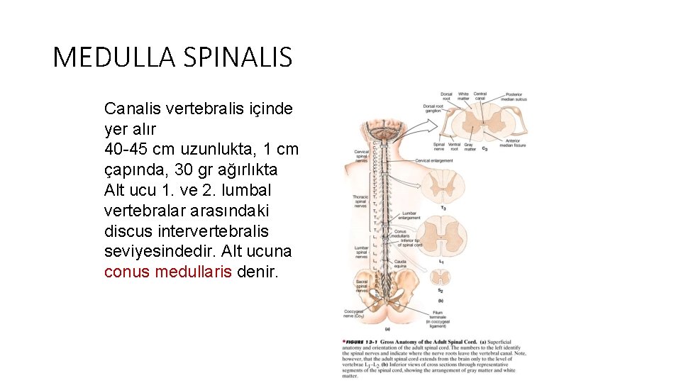 MEDULLA SPINALIS Canalis vertebralis içinde yer alır 40 -45 cm uzunlukta, 1 cm çapında,