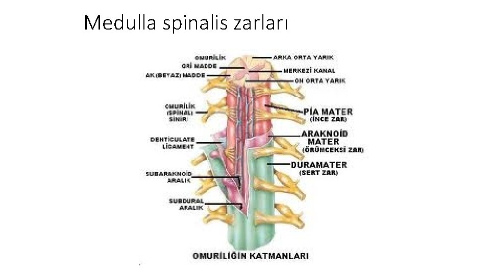 Medulla spinalis zarları 