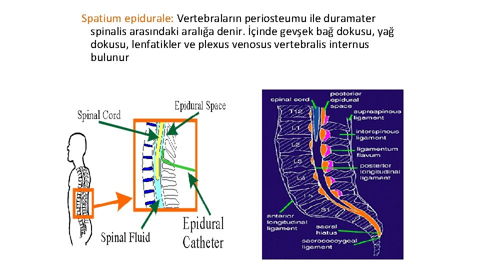 Spatium epidurale: Vertebraların periosteumu ile duramater spinalis arasındaki aralığa denir. İçinde gevşek bağ dokusu,