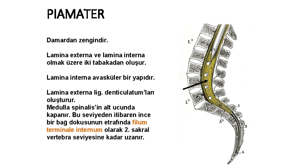 PIAMATER Damardan zengindir. Lamina externa ve lamina interna olmak üzere iki tabakadan oluşur. Lamina