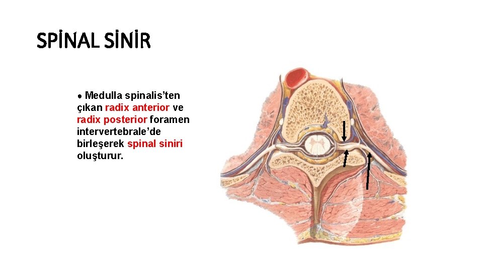 SPİNAL SİNİR ● Medulla spinalis’ten çıkan radix anterior ve radix posterior foramen intervertebrale’de birleşerek