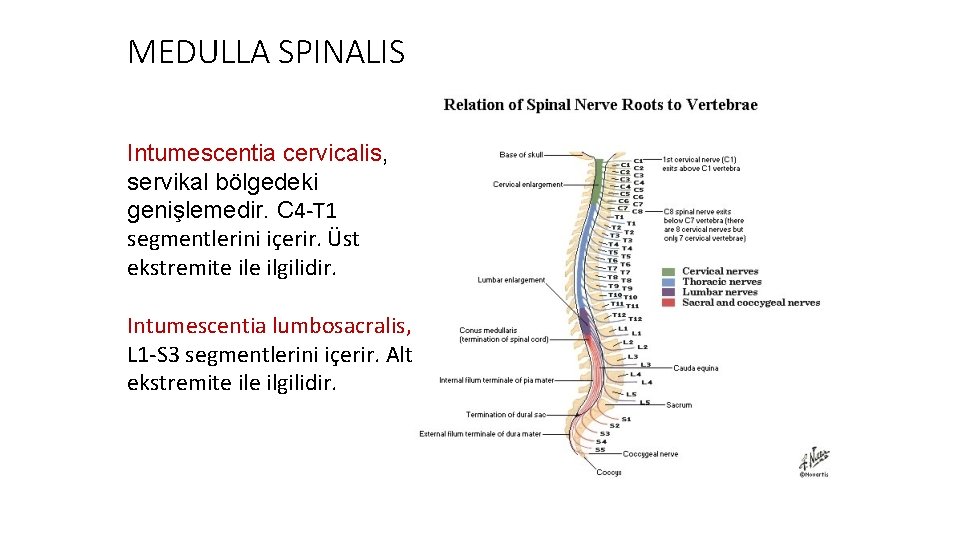 MEDULLA SPINALIS Intumescentia cervicalis, servikal bölgedeki genişlemedir. C 4 -T 1 segmentlerini içerir. Üst