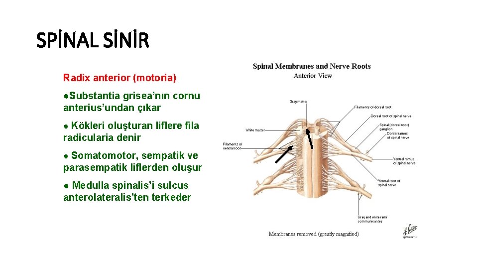 SPİNAL SİNİR Radix anterior (motoria) ●Substantia grisea’nın cornu anterius’undan çıkar ● Kökleri oluşturan liflere