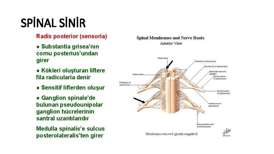 SPİNAL SİNİR Radix posterior (sensoria) ● Substantia grisea’nın cornu posterius’undan girer ● Kökleri oluşturan