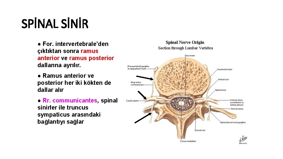 SPİNAL SİNİR ● For. intervertebrale’den çıktıktan sonra ramus anterior ve ramus posterior dallarına ayrılır.