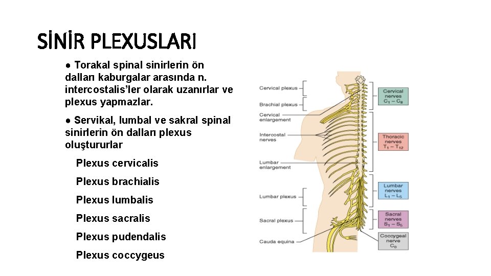 SİNİR PLEXUSLARI ● Torakal spinal sinirlerin ön dalları kaburgalar arasında n. intercostalis’ler olarak uzanırlar