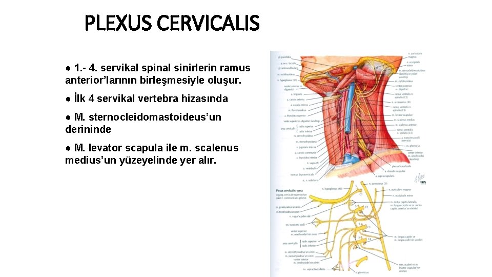 PLEXUS CERVICALIS ● 1. - 4. servikal spinal sinirlerin ramus anterior’larının birleşmesiyle oluşur. ●
