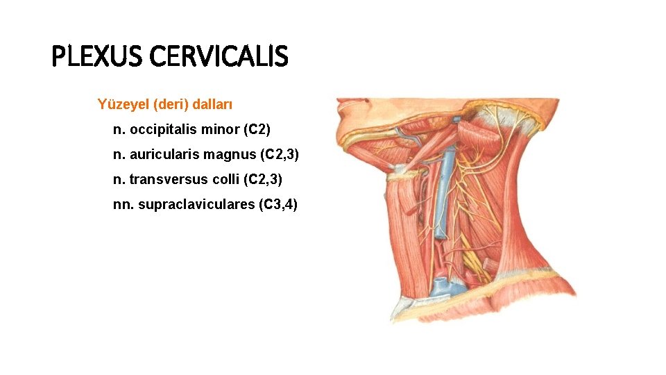 PLEXUS CERVICALIS Yüzeyel (deri) dalları n. occipitalis minor (C 2) n. auricularis magnus (C