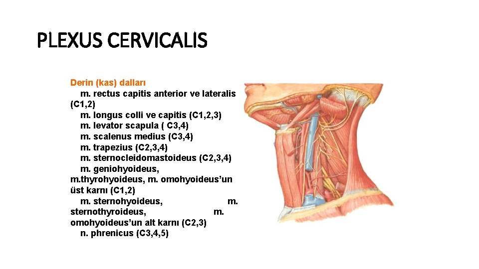 PLEXUS CERVICALIS Derin (kas) dalları m. rectus capitis anterior ve lateralis (C 1, 2)