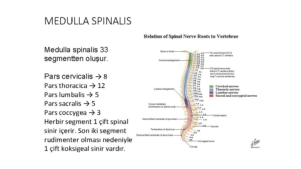 MEDULLA SPINALIS Medulla spinalis 33 segmentten oluşur. Pars cervicalis → 8 Pars thoracica →