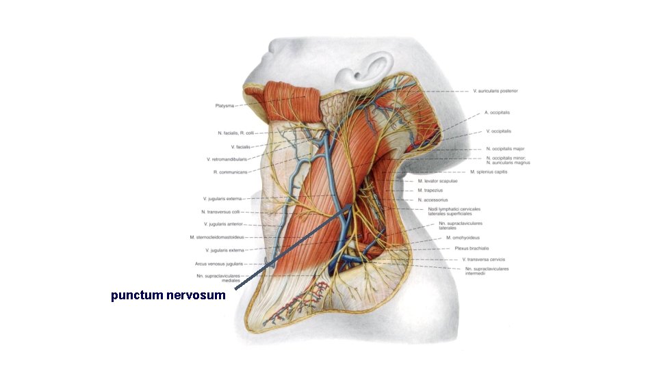 punctum nervosum 