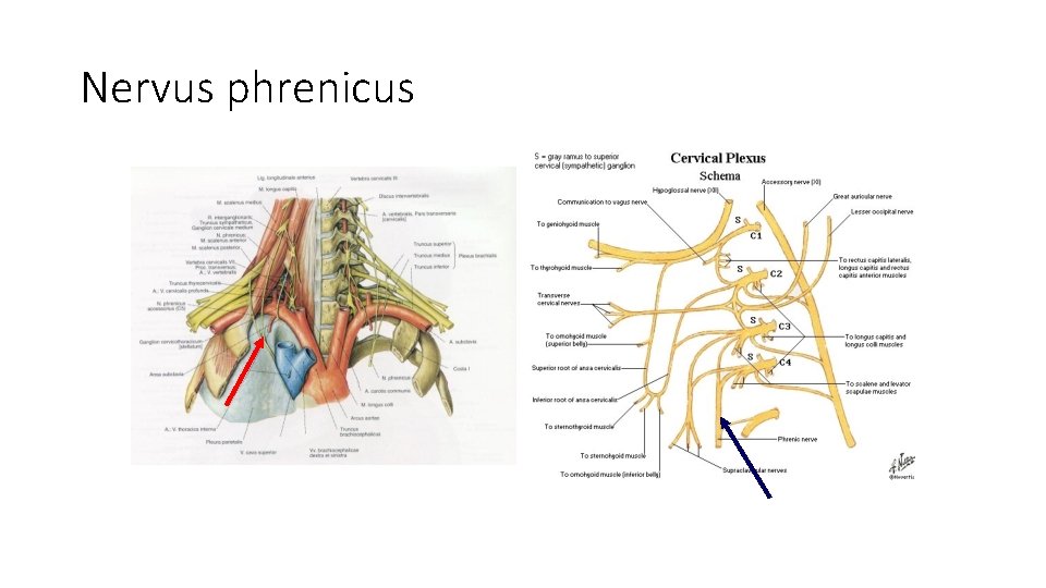 Nervus phrenicus 