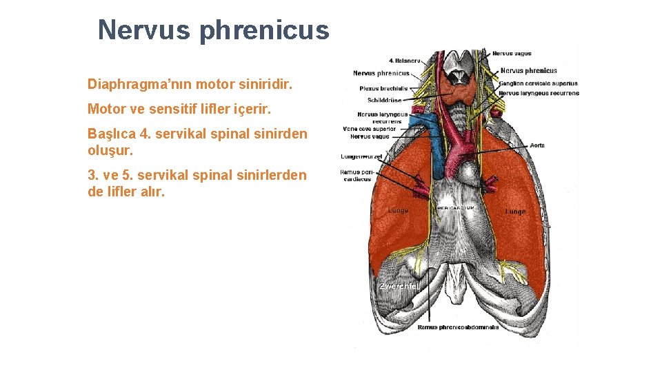 Nervus phrenicus Diaphragma’nın motor siniridir. Motor ve sensitif lifler içerir. Başlıca 4. servikal spinal