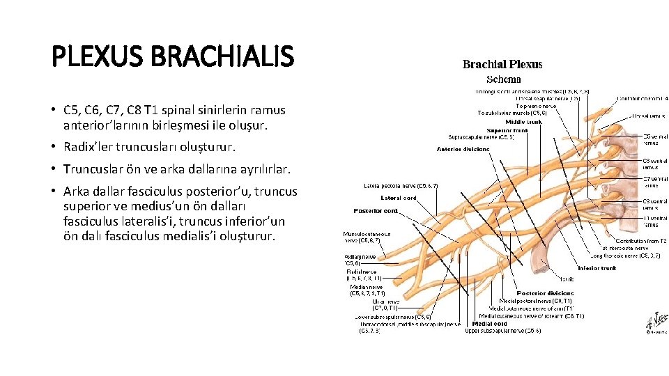 PLEXUS BRACHIALIS • C 5, C 6, C 7, C 8 T 1 spinal