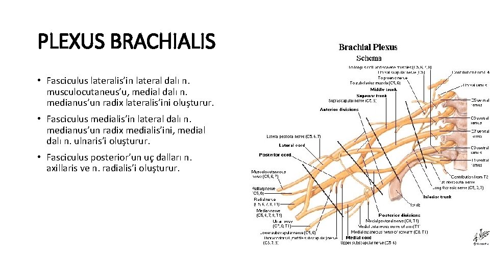 PLEXUS BRACHIALIS • Fasciculus lateralis’in lateral dalı n. musculocutaneus’u, medial dalı n. medianus’un radix