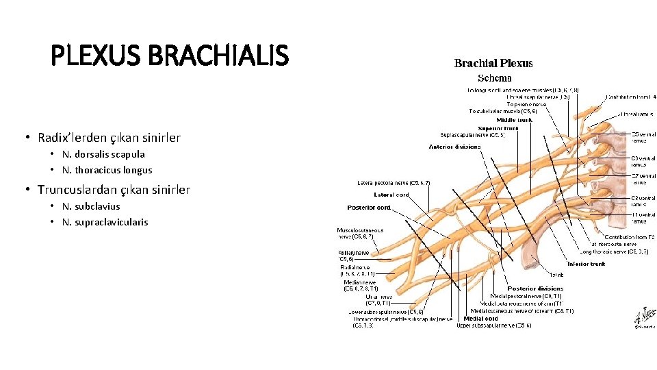 PLEXUS BRACHIALIS • Radix’lerden çıkan sinirler • N. dorsalis scapula • N. thoracicus longus