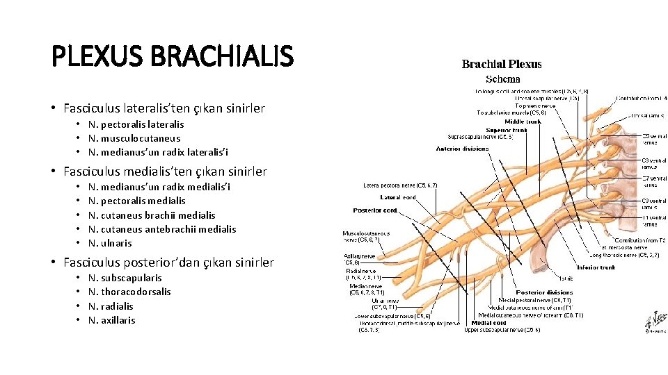 PLEXUS BRACHIALIS • Fasciculus lateralis’ten çıkan sinirler • N. pectoralis lateralis • N. musculocutaneus