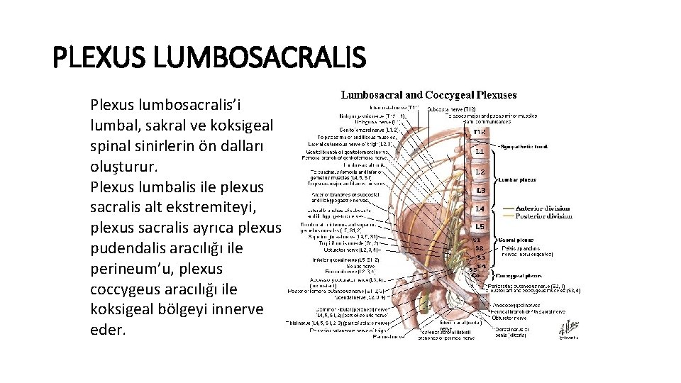 PLEXUS LUMBOSACRALIS Plexus lumbosacralis’i lumbal, sakral ve koksigeal spinal sinirlerin ön dalları oluşturur. Plexus