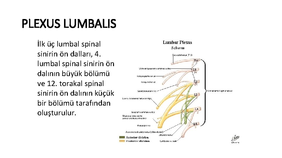 PLEXUS LUMBALIS İlk üç lumbal spinal sinirin ön dalları, 4. lumbal spinal sinirin ön