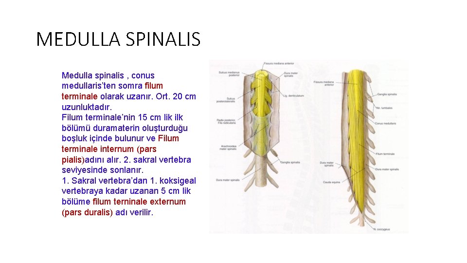 MEDULLA SPINALIS Medulla spinalis , conus medullaris’ten somra filum terminale olarak uzanır. Ort. 20