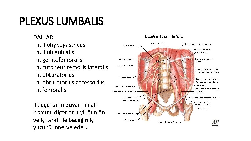 PLEXUS LUMBALIS DALLARI n. iliohypogastricus n. ilioinguinalis n. genitofemoralis n. cutaneus femoris lateralis n.