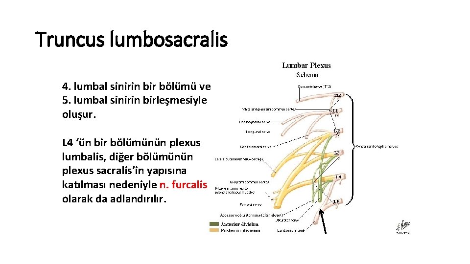 Truncus lumbosacralis 4. lumbal sinirin bir bölümü ve 5. lumbal sinirin birleşmesiyle oluşur. L