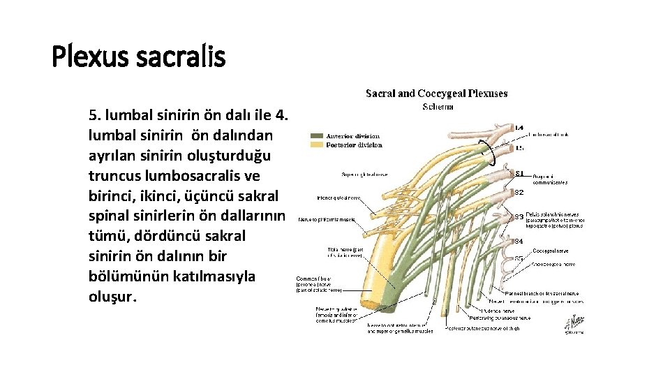 Plexus sacralis 5. lumbal sinirin ön dalı ile 4. lumbal sinirin ön dalından ayrılan