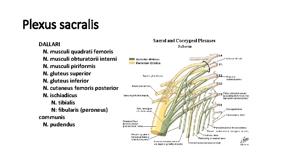 Plexus sacralis DALLARI N. musculi quadrati femoris N. musculi obturatorii interni N. musculi piriformis