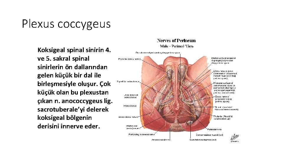 Plexus coccygeus Koksigeal spinal sinirin 4. ve 5. sakral spinal sinirlerin ön dallarından gelen
