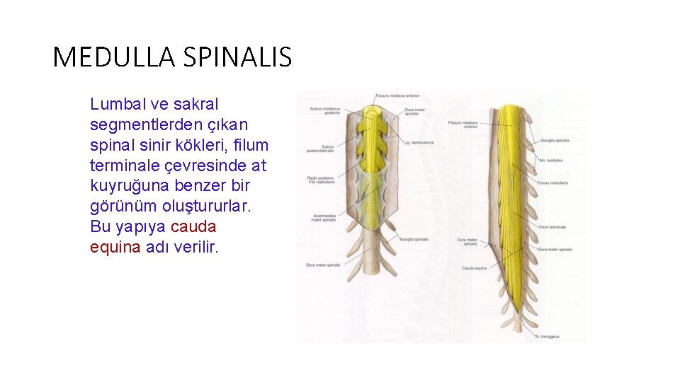 MEDULLA SPINALIS Lumbal ve sakral segmentlerden çıkan spinal sinir kökleri, filum terminale çevresinde at