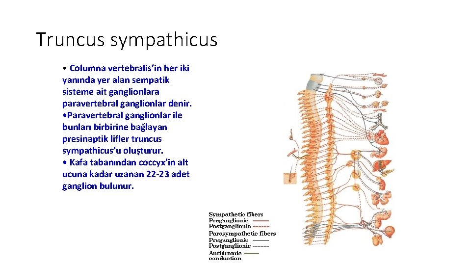 Truncus sympathicus • Columna vertebralis’in her iki yanında yer alan sempatik sisteme ait ganglionlara