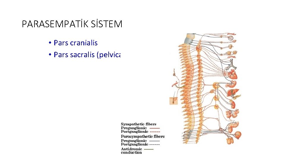 PARASEMPATİK SİSTEM • Pars cranialis • Pars sacralis (pelvica) 