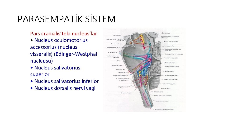 PARASEMPATİK SİSTEM Pars cranialis’teki nucleus’lar • Nucleus oculomotorius accessorius (nucleus visseralis) (Edinger-Westphal nucleusu) •