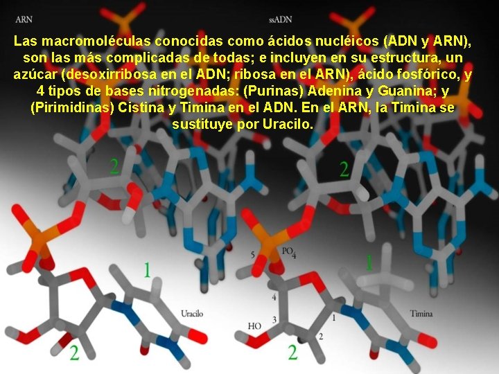 Las macromoléculas conocidas como ácidos nucléicos (ADN y ARN), son las más complicadas de