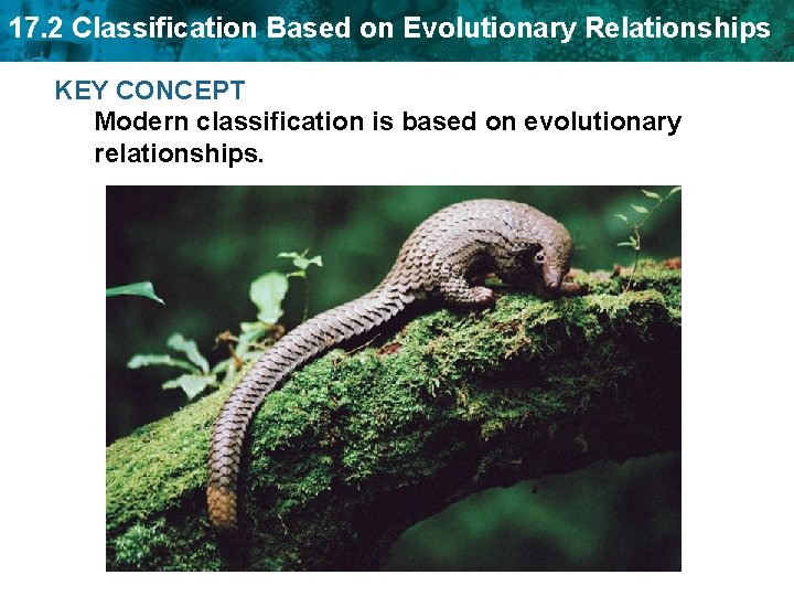 17. 2 Classification Based on Evolutionary Relationships KEY CONCEPT Modern classification is based on