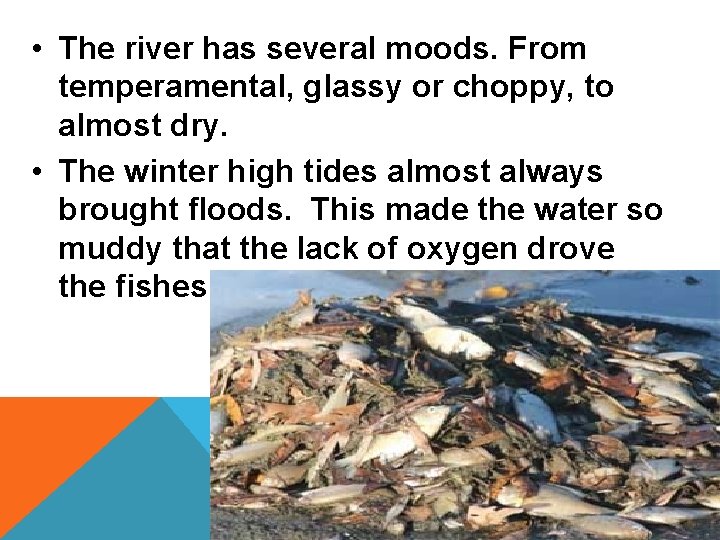  • The river has several moods. From temperamental, glassy or choppy, to almost