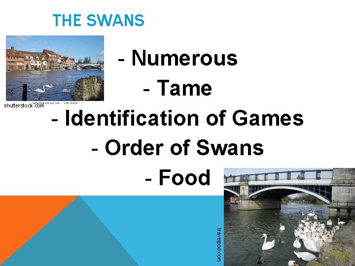 THE SWANS shutterstock. com - Numerous - Tame - Identification of Games - Order