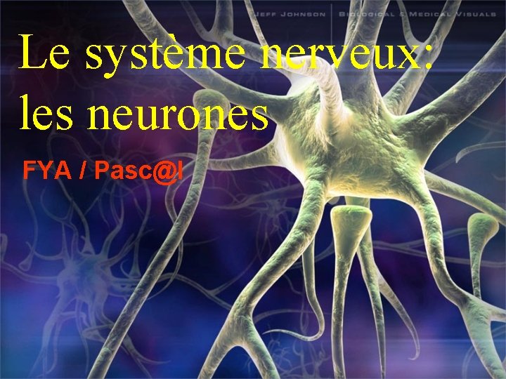 Le système nerveux: les neurones FYA / Pasc@l 