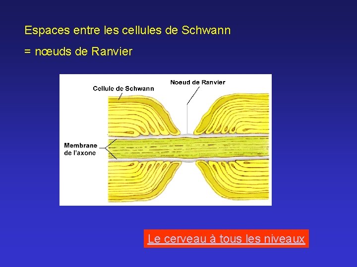 Espaces entre les cellules de Schwann = nœuds de Ranvier Le cerveau à tous