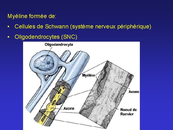 Myéline formée de: • Cellules de Schwann (système nerveux périphérique) • Oligodendrocytes (SNC) 