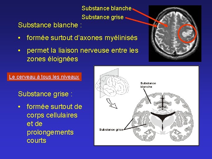 Substance blanche Substance grise Substance blanche : • formée surtout d’axones myélinisés • permet