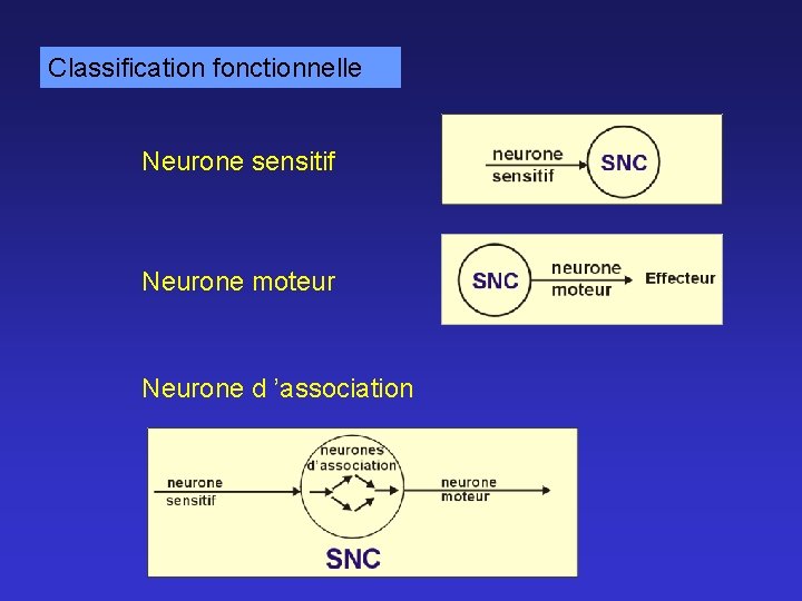 Classification fonctionnelle Neurone sensitif Neurone moteur Neurone d ’association 