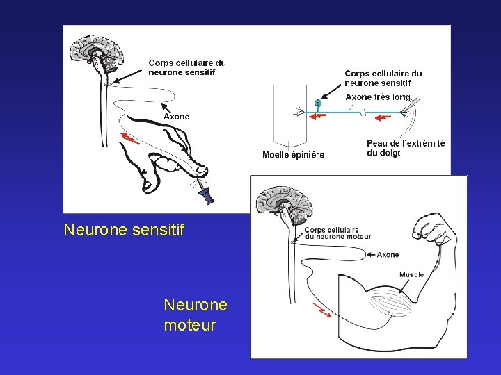 Neurone sensitif Neurone moteur 