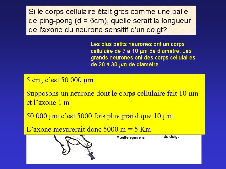 Si le corps cellulaire était gros comme une balle de ping-pong (d = 5