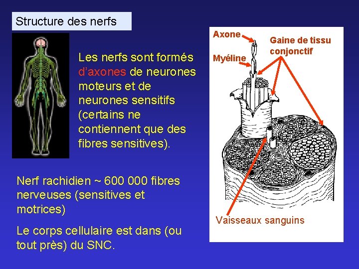 Structure des nerfs Axone Les nerfs sont formés d’axones de neurones moteurs et de