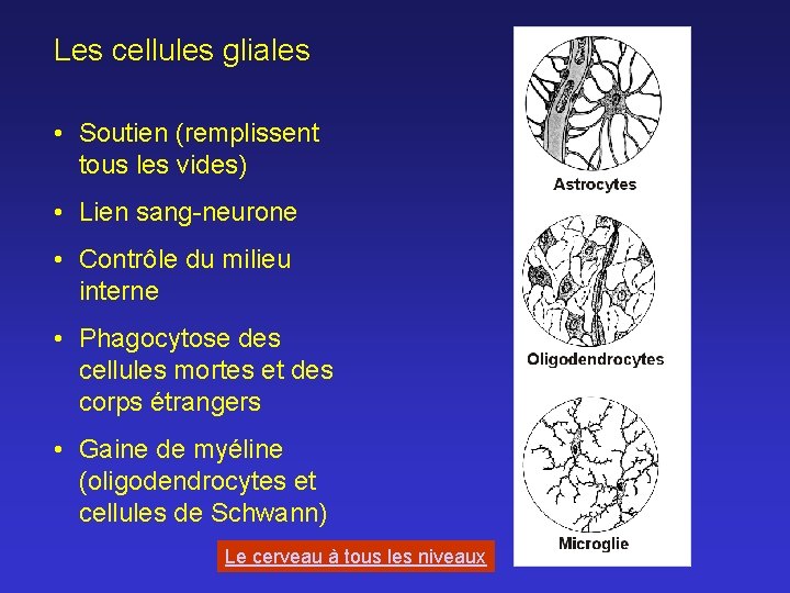 Les cellules gliales • Soutien (remplissent tous les vides) • Lien sang-neurone • Contrôle